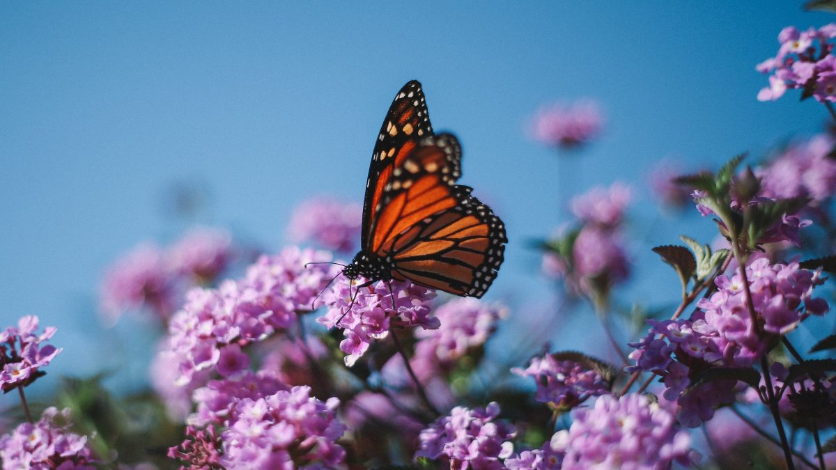 Like a Butterfly in the Garden: The Radio Eye Story