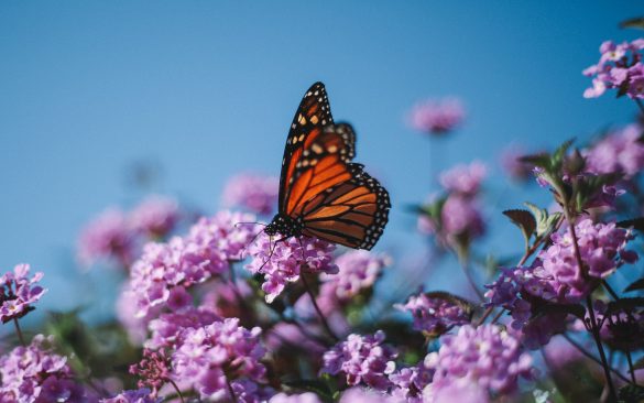 Butterfly on top of a purple flower